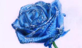 蓝色妖姬的花语是什么 蓝色妖姬的花语是什么